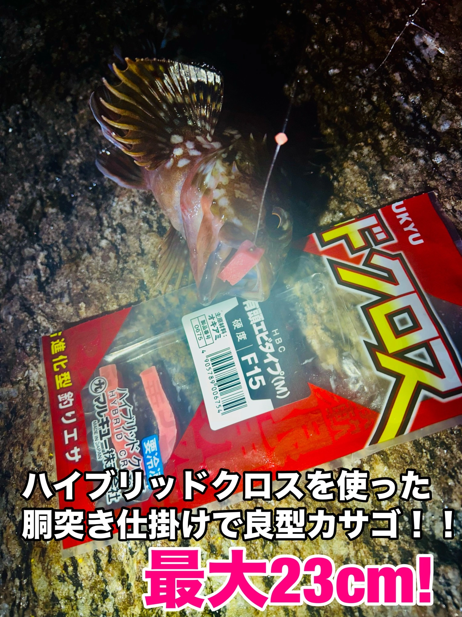 初夏の蒲郡でヒイカ！カサゴ！ | 釣具のイシグロ | 釣り情報サイト